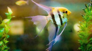 Аквариум для начинающих. Скалярия, уход, содержание, размножение