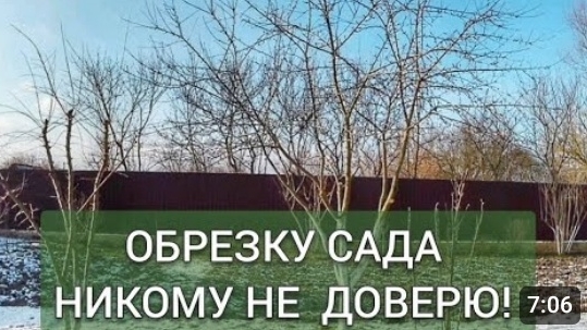ОБРЕЗКА ПЛОДОВЫХ ДЕРЕВЬЕВ. 8.02.2025г. смотреть онлайн