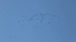 Прощальный крик журавлей