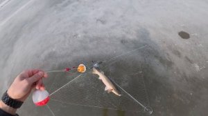 Наловил на хапугу