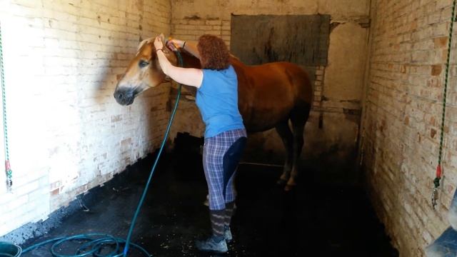 А как моются ваши лошади? смотреть онлайн