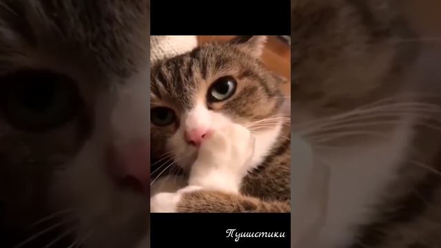 Смешные котики или пушистые друзья #3 🤣🐈 / Funny Cats Or Furry Friends #3 🤣🐈