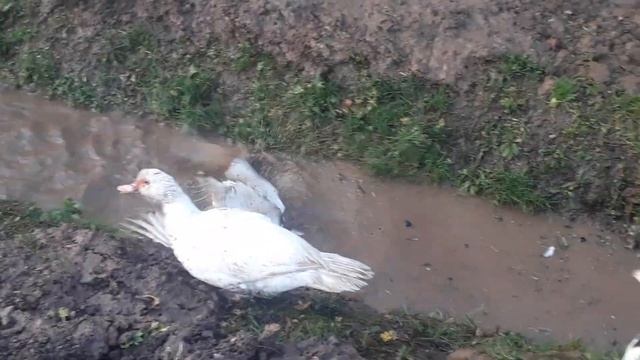 Счастье для гусей и уток
