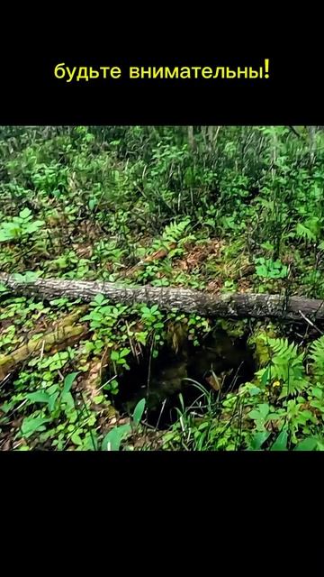 Опасная яма посреди леса! смотреть онлайн