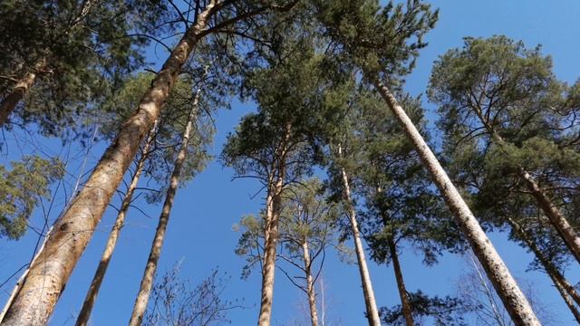 Пение птиц / Birdsong Весна 2023год смотреть онлайн