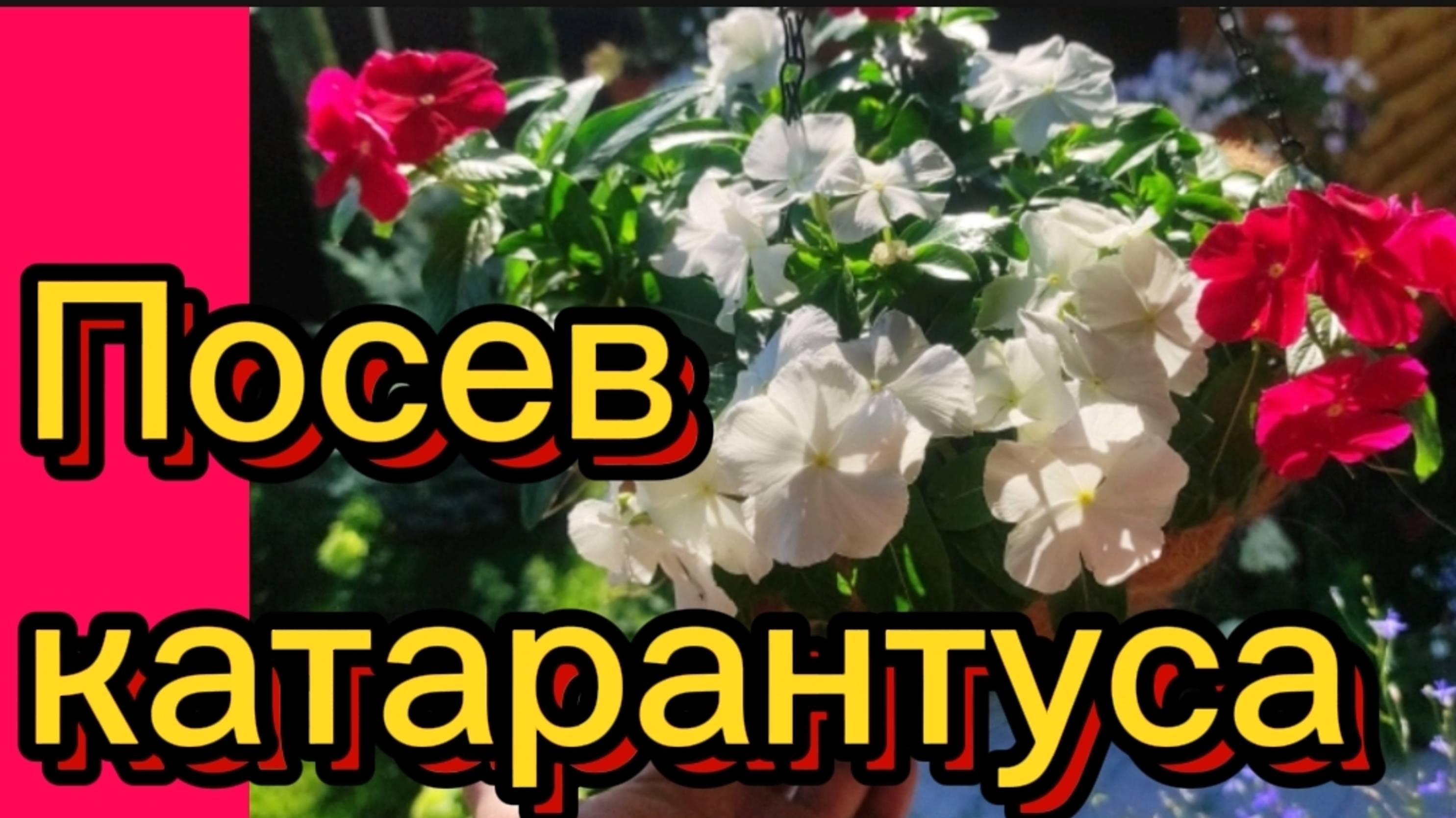 КАТАРАНТУС. Посев, черенкование. смотреть онлайн