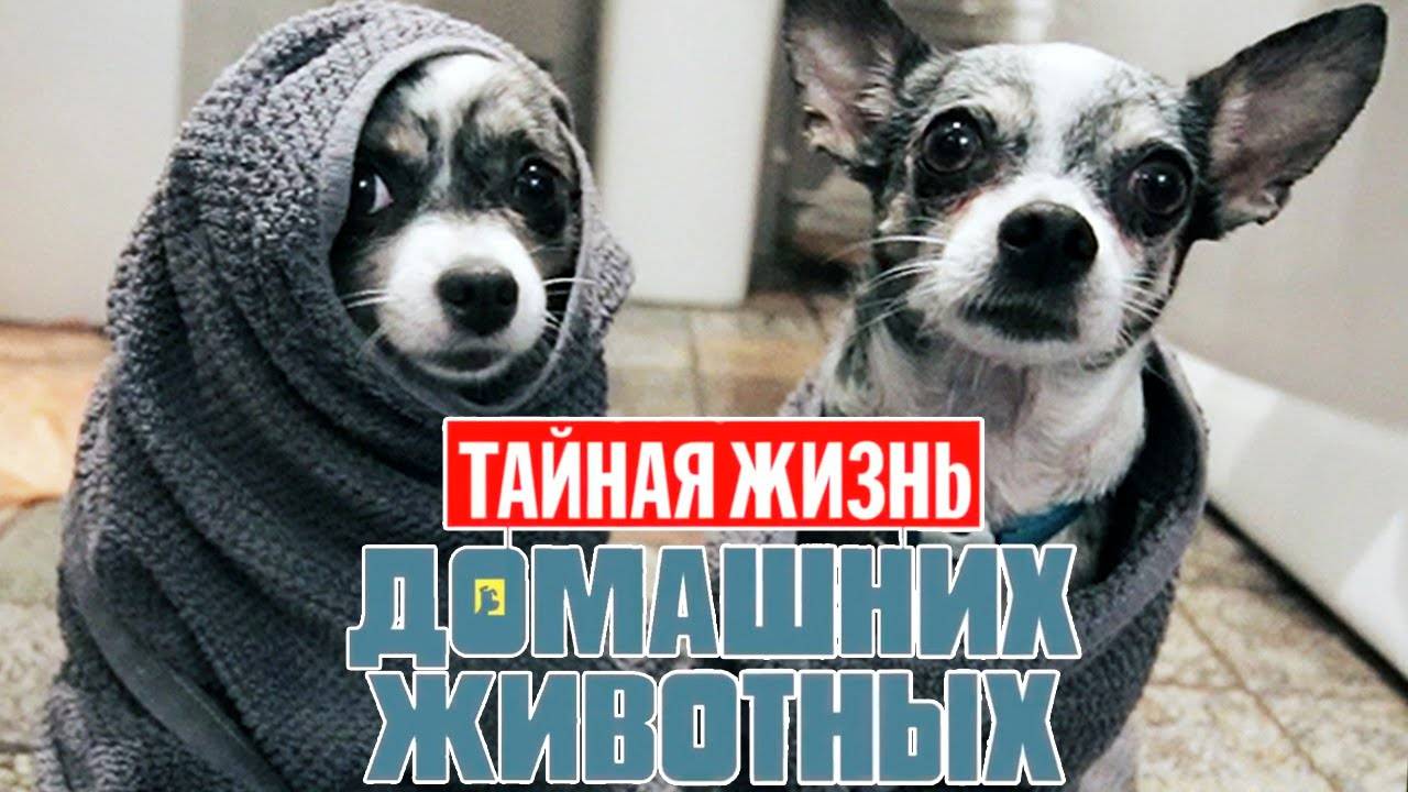 Тайная жизнь домашних животных по-русски | 1 серия 🐾 смотреть онлайн