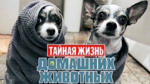 Тайная жизнь домашних животных по-русски | 1 серия 🐾