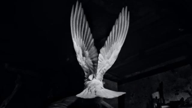 Samuel Barber Adagio for strings 432Hz Acqua Santa смотреть онлайн