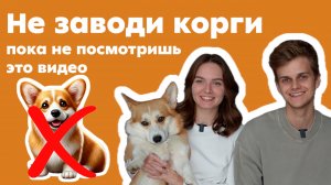 3 совета для владельцев корги. Ошибки, которые нельзя повторять
