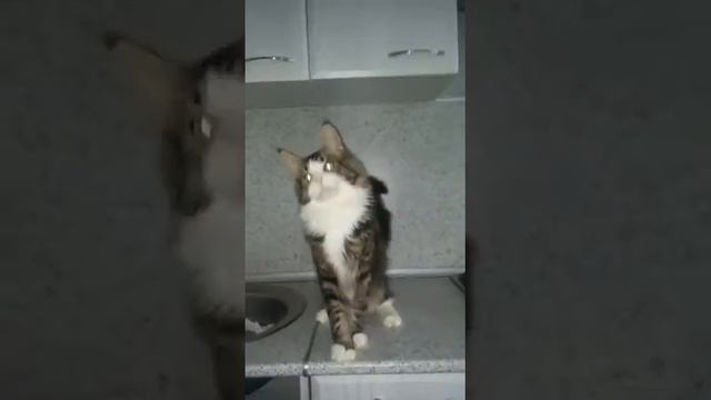 Мейн кунчик Сорос смотреть онлайн