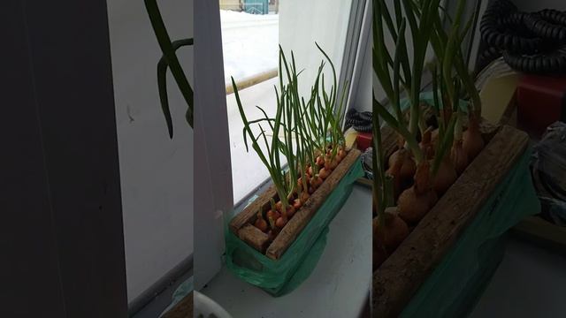 Радость Приносит Мир.