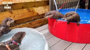 Вечеринка по случаю дня рождения выдры: друзья, веселье и угощение живой рыбой!