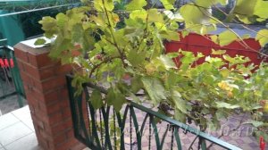 4. Гостевой дом в Лоо. Как снять жилье для отдыха в поселке Лоо