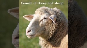 Звук барана