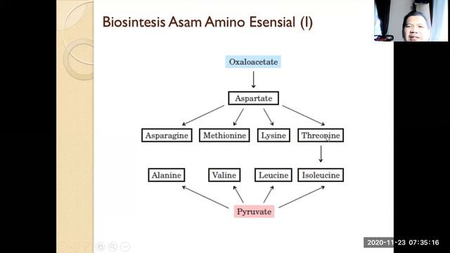Biosintesis Asam Amino смотреть онлайн