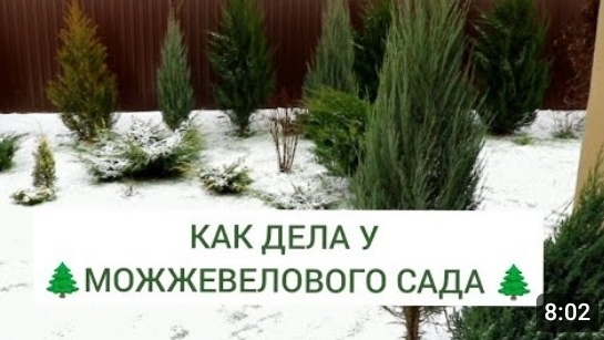 КАК ДЕЛА У 🌲МОЖЖЕВЕЛОВОГО САДА🌲. 4.01.2025г. смотреть онлайн