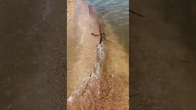 Змея ловит бычка в море смотреть онлайн