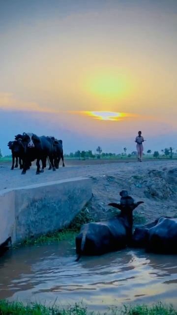 Beautiful Village Seen! Sada Punjab!#sadapunjab #viral #village #viralvideo #shorts