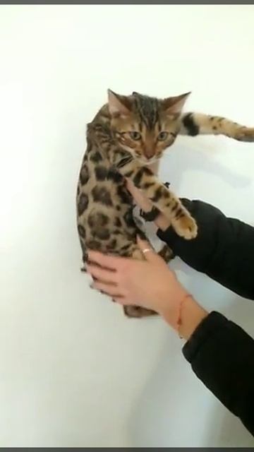 Бенгальский котик 4 месяца смотреть онлайн