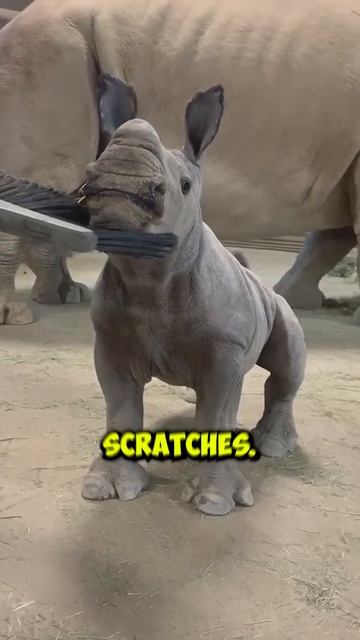 layla the baby rhino #shorts смотреть онлайн