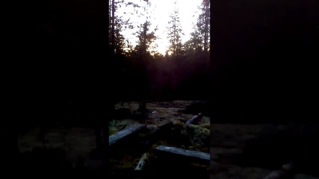 Раздумья у костра в лесу. #1Magical Place #1Магическое место