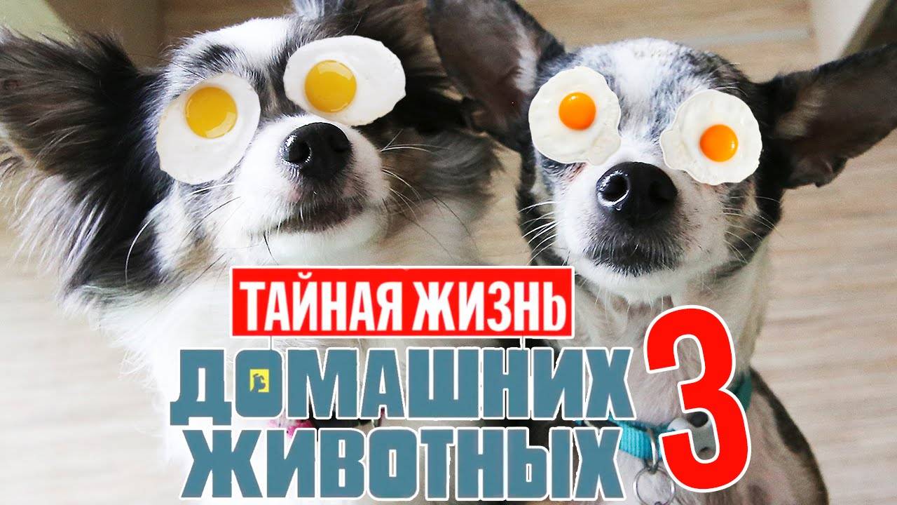 Тайная жизнь домашних животных по-русски | 3 серия 🐾 смотреть онлайн
