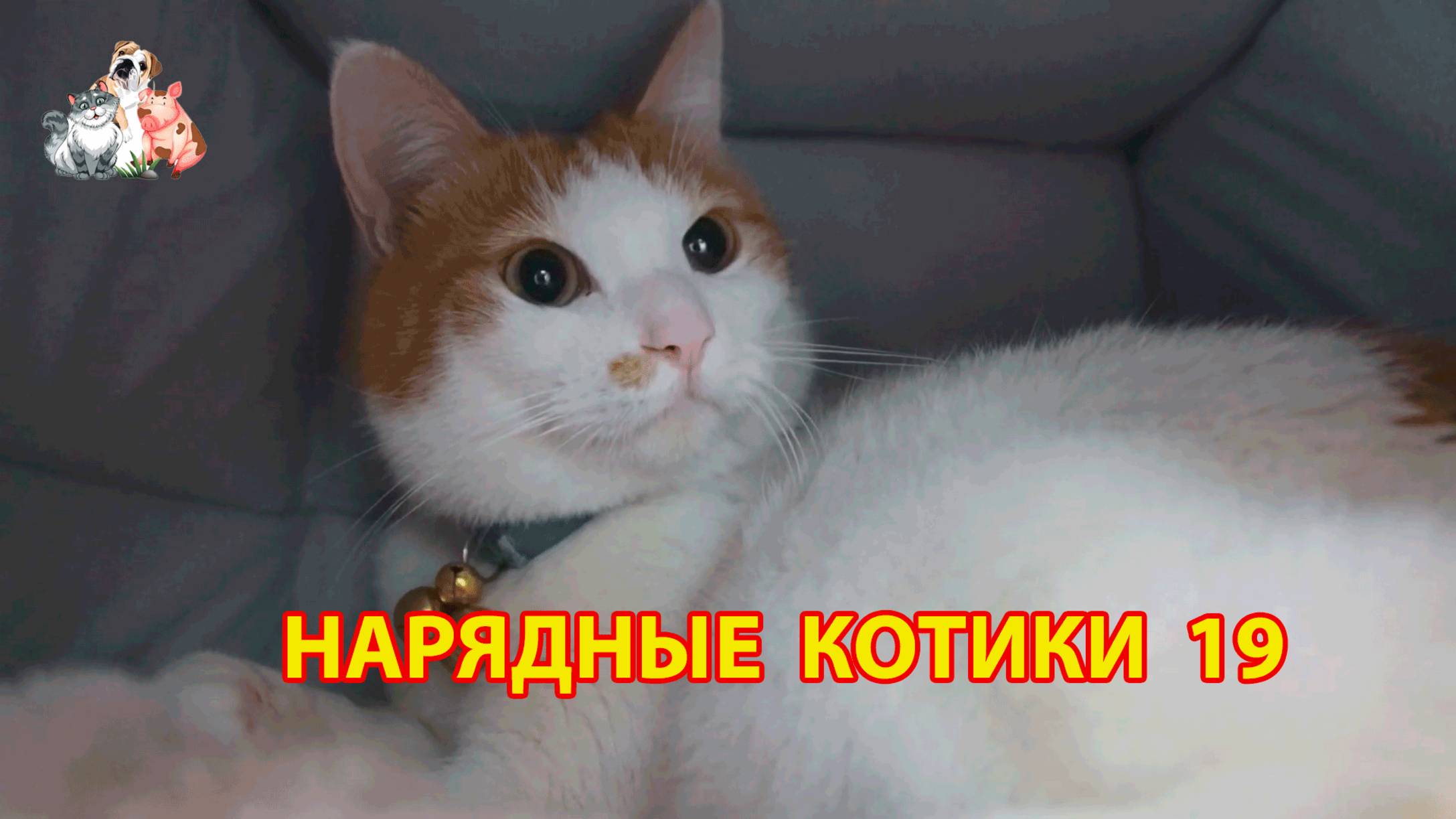 Нарядные Котики расслабляются на солнышке 🌞 🐈🐈⬛🐈 (19)