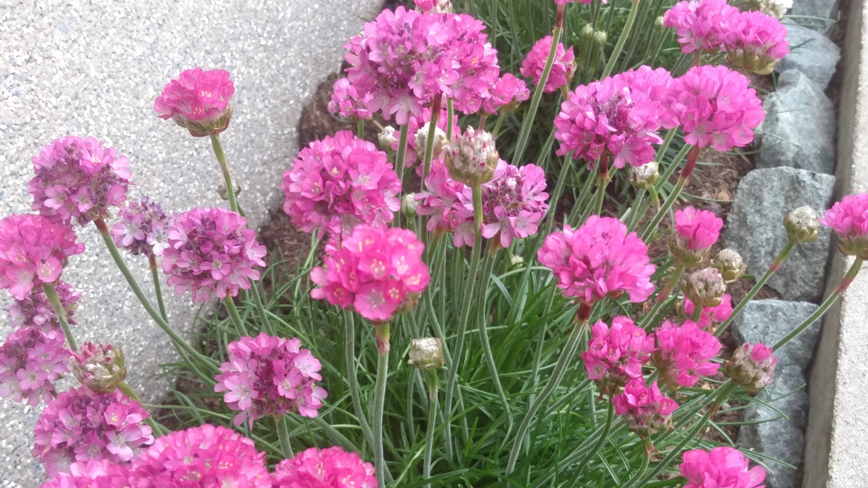 Армерия приморская пора цветения май. Армерия на второй год.