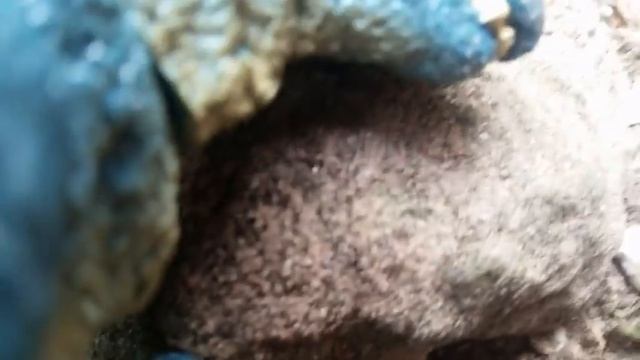 Gorosaurus vs King Caesar смотреть онлайн