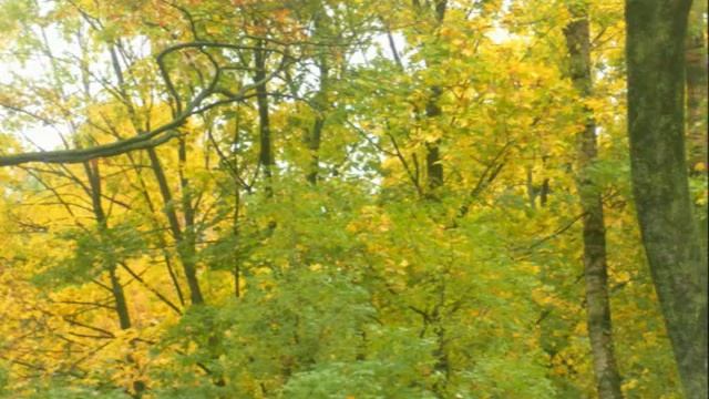 Осенняя прогулка