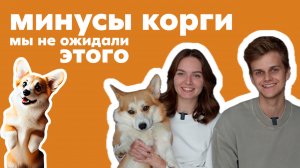 8 причин не заводить корги. Минусы породы корги