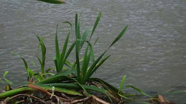 ГРОЗЫ ДОЖДАЛСЯ смотреть онлайн