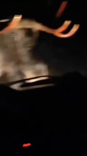 Лось.mp4 смотреть онлайн