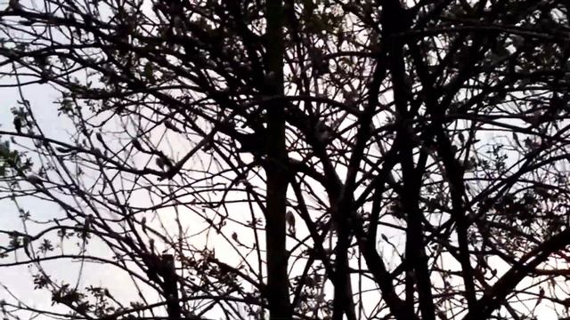 Вечернее пение птиц. Evening Birdsong.