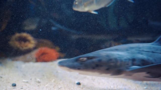 Музыка в природе