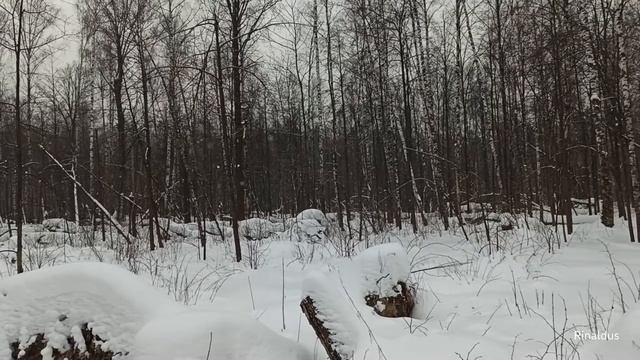 Утро в зимнем лесу смотреть онлайн