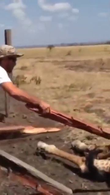 Giraffe Rescued In South Africa Shorts  Wildlife720P HD