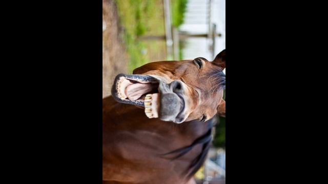 Звук лошадь ржет и фыркает.Sound: the horse neighs and snorts. смотреть онлайн