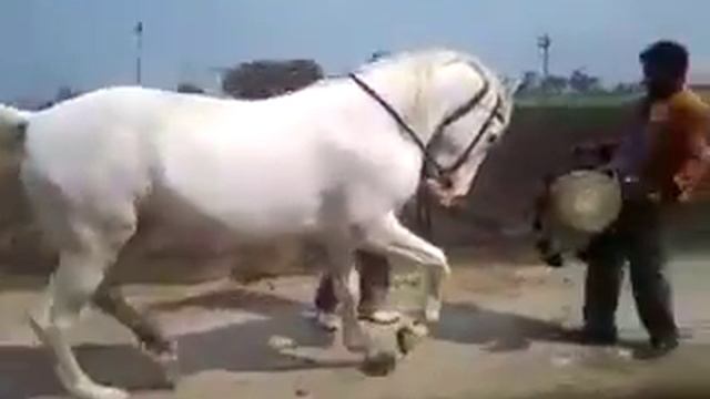 Лошадь по имени па км ма ка смотреть онлайн