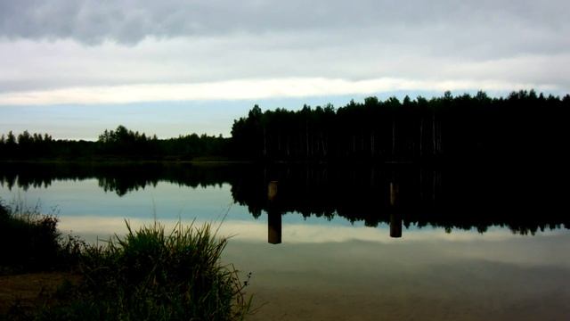Rainy forest. Дождливым утром в лесу. смотреть онлайн