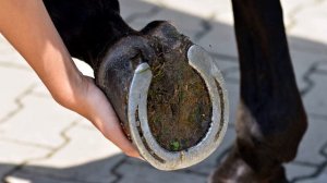 Зачем лошадям подковы, и как они живут без них в дикой природе?