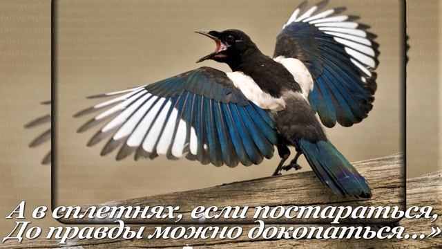 Сорока и Галка. Басня. Андрей Нестеров смотреть онлайн