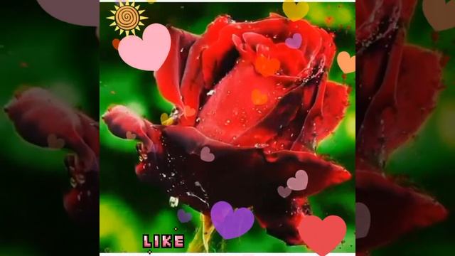 #серігім #бақытжан_тажмина смотреть онлайн