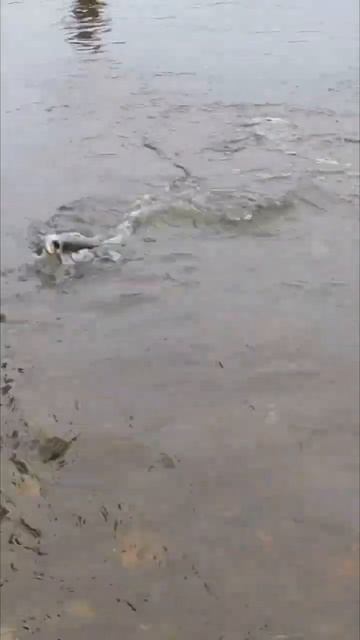 Silver On!  First Silver Salmon Of The Year!