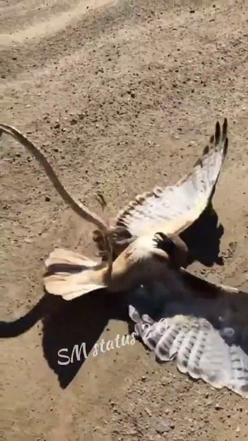 Snake & Bird🧐! amazing and unbelievable video #shorts смотреть онлайн
