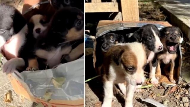 Из коробки доносились странные звуки. Заглянув в неё, люди закричали от ужаса! смотреть онлайн