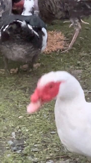 Мускусная утка - крупный вид уток, дикие популяции которого распространены в Мексике и Южной Америк смотреть онлайн