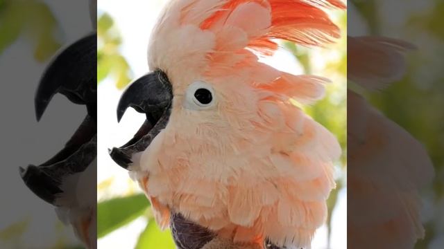 Не поется птичке в клетке! смотреть онлайн