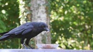 Пластилиновая ворона [Звуки и карканье вороны] - Насекомышки